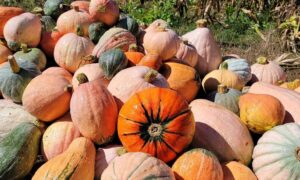 Une diversité de courges