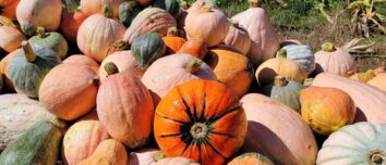 Une diversité de courges