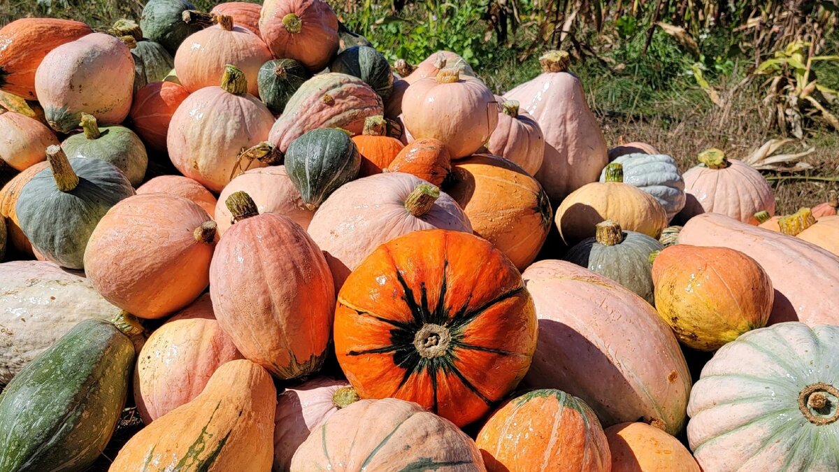 Une diversité de courges - Illustration « Je pratique l’agriculture d’adaptation » Joseph Lofthouse, maraîcher du monde