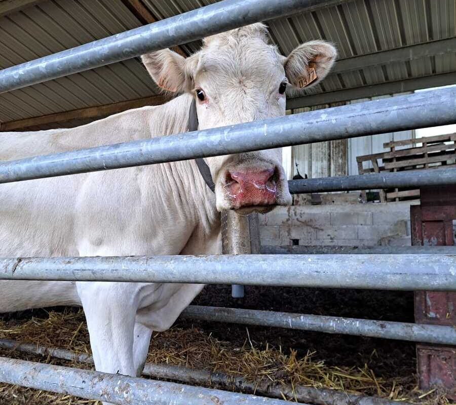 Vache atteinte de MHE - Illustration « Attention aux délais de livraison des vaccins »