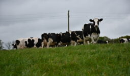 Vaches sur une pâture