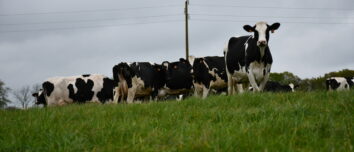 Vaches sur une pâture