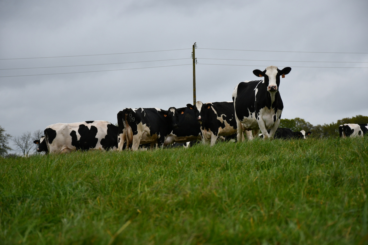 Vaches sur une pâture - Illustration La filière lait bio en plein questionnement