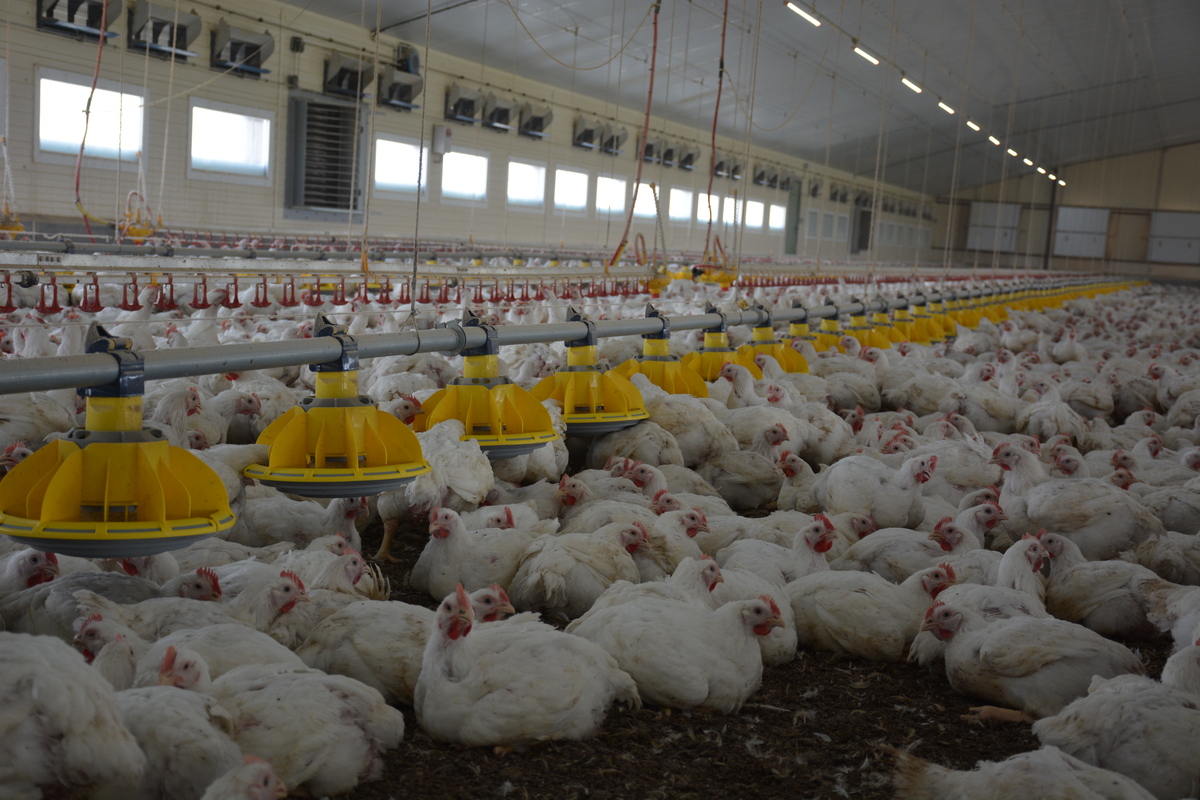 Poulet dans poulailler - Illustration La « pouletisation » de la production avicole