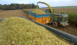 Chantier d'ensilage de maïs