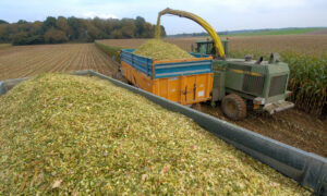 Chantier d'ensilage de maïs