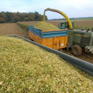 Chantier d'ensilage de maïs