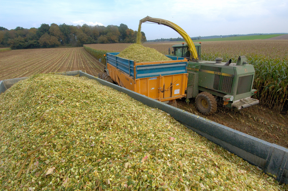 Chantier d'ensilage de maïs - Illustration Face aux intempéries, un soutien « d’urgence » réclamé