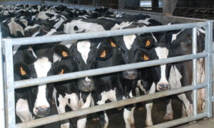 Vaches dans un parc de contention