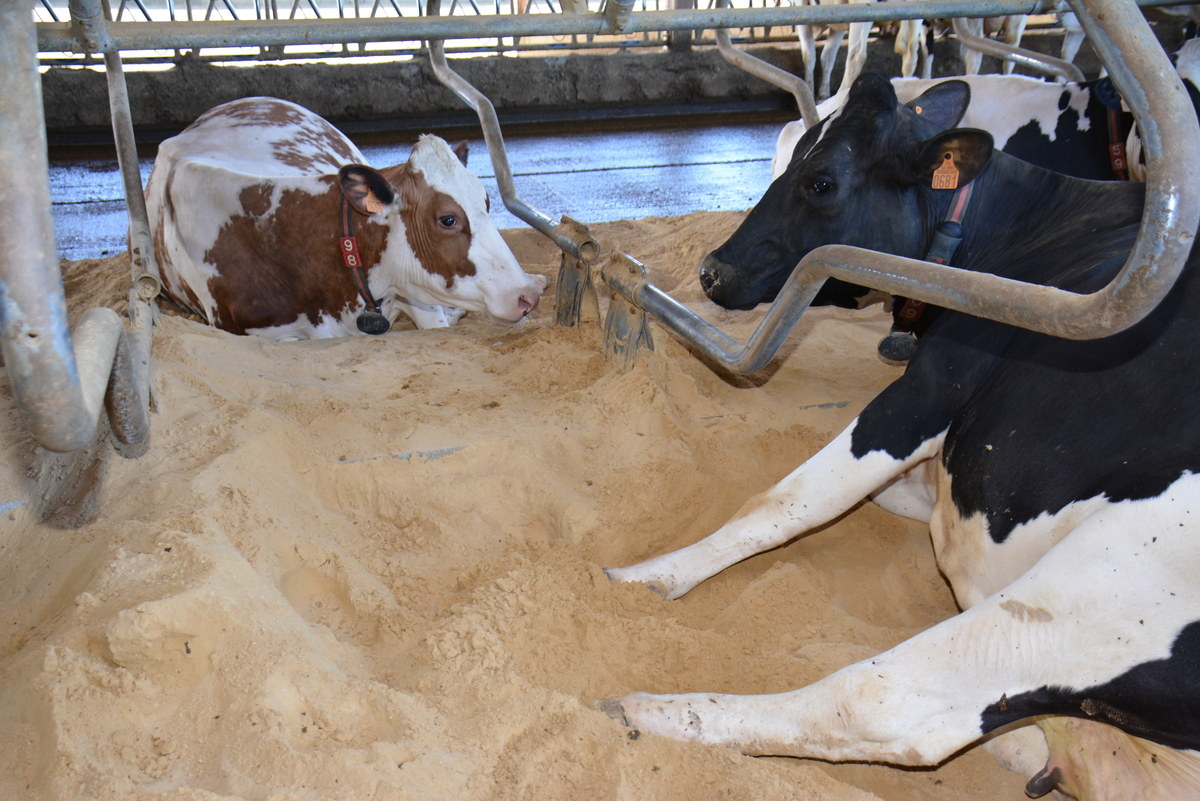 Vaches en logettes - Illustration « Les écarts de résultats entre élevages laitiers atteignent des sommets »