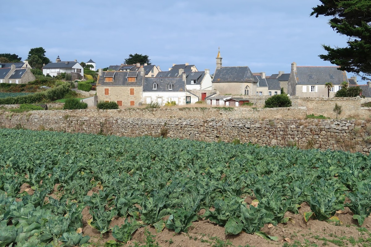 Un champ cultivé avec des maisons en arrière plan