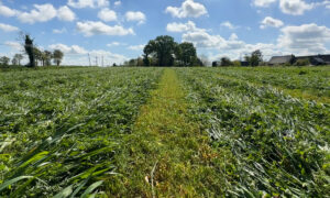 Une prairie sous couvert de méteil