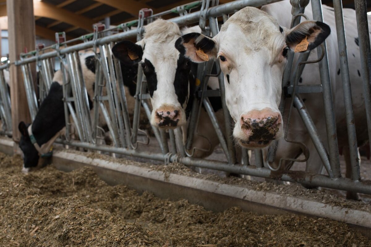 Des vaches laitières à la table d'alimentation devant une ration à base de maïs ensilage.   - Illustration Développement économique des territoires : L’élevage breton, stop ou encore ?