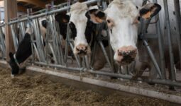 Des vaches laitières à la table d'alimentation devant une ration à base de maïs ensilage.