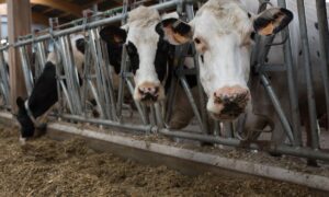 Des vaches laitières à la table d'alimentation devant une ration à base de maïs ensilage.