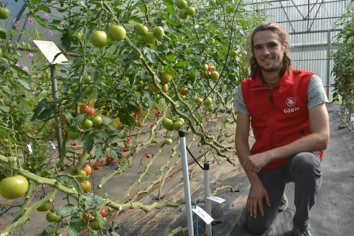 Un jeune homme accroupi dans une serre de tomates - Illustration La juste irrigation