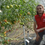 Un jeune homme accroupi dans une serre de tomates