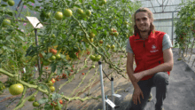 Un jeune homme accroupi dans une serre de tomates