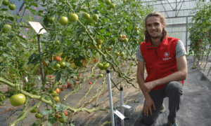 Un jeune homme accroupi dans une serre de tomates