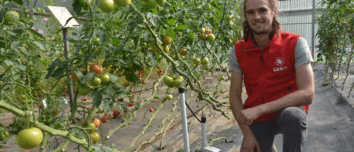 Un jeune homme accroupi dans une serre de tomates