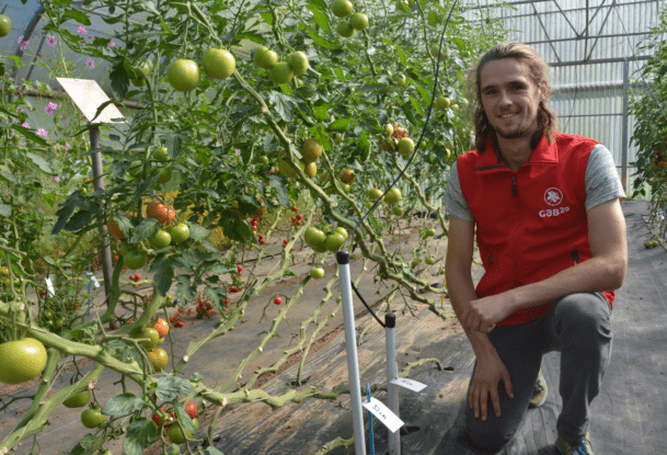 Un jeune homme accroupi dans une serre de tomates