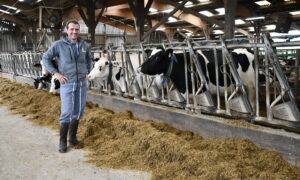 un homme dans une stabulation avec des vaches