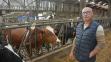 Pascal Le Breton avec ses vaches