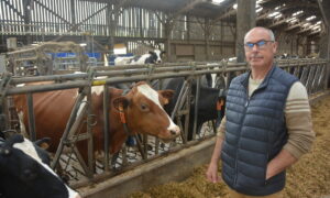 Pascal Le Breton avec ses vaches