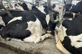 vaches laitières sur logettes creuses