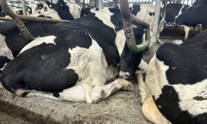 vaches laitières sur logettes creuses