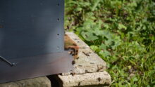 Le pied d'une ruche avec des abeilles