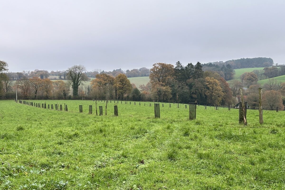 Plantations agroforestières - Illustration Le bocage est une réelle ressource