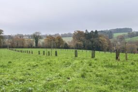 Plantations agroforestières