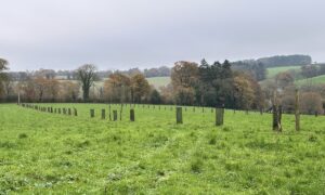 Plantations agroforestières