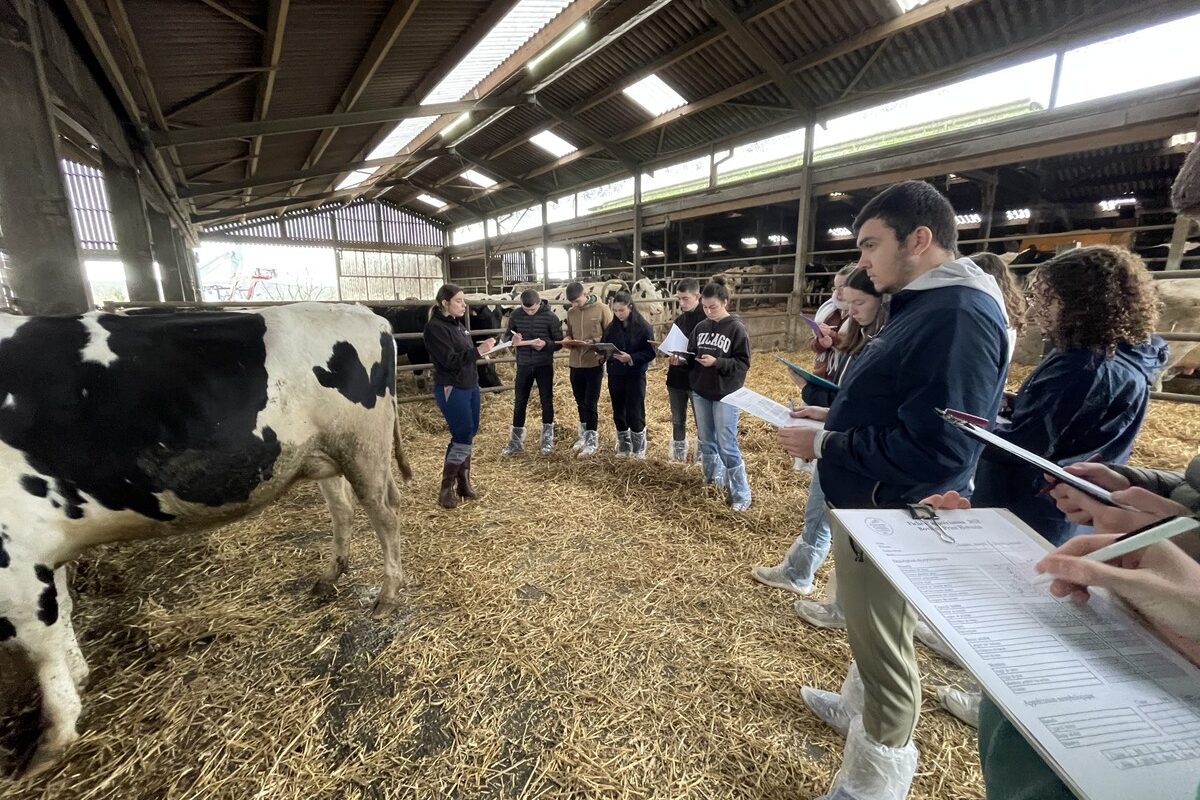 Des élèves pointent les vaches - Illustration Les élèves s’essaient au pointage