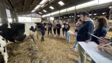 Des élèves pointent les vaches