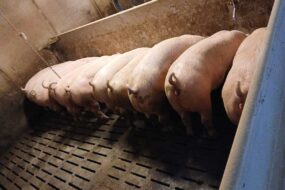 Des porcs en train de manger dans une porcherie