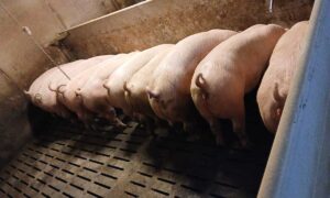 Des porcs en train de manger dans une porcherie