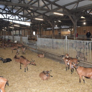 Stabulation bovine transformée en chèverie