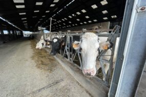 Vaches laitières dans un bâtiment