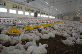 Des poulets dans un bâtiment