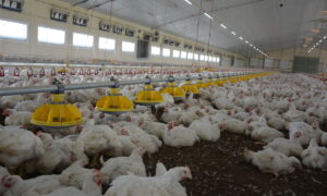 Des poulets dans un bâtiment