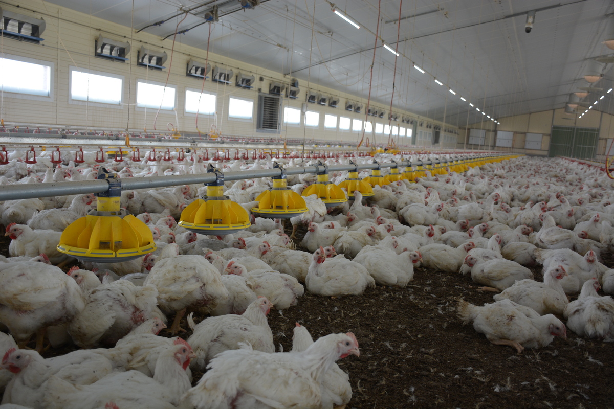 Des poulets dans un bâtiment - Illustration Toujours plus de poulet importé