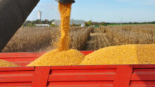 Zoom sur une remorque d'ensilage