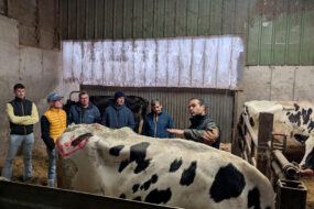 Plusieurs personnes autour d'une vache dans une stabulation