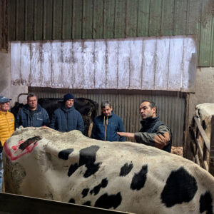 Plusieurs personnes autour d'une vache dans une stabulation