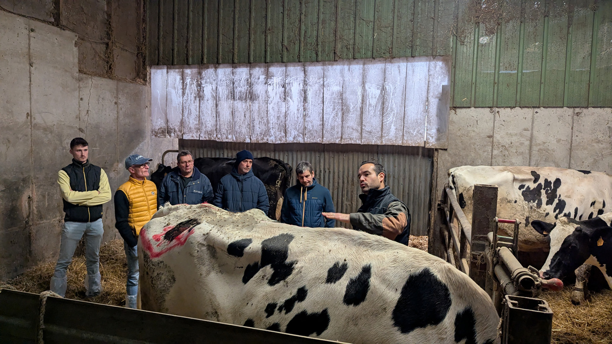 Plusieurs personnes autour d'une vache dans une stabulation - Illustration Les Clubs Nutrition au service de la performance