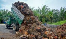 Récolte des fruits destinés à la production d'huile de palme dans une plantation indonésienne.