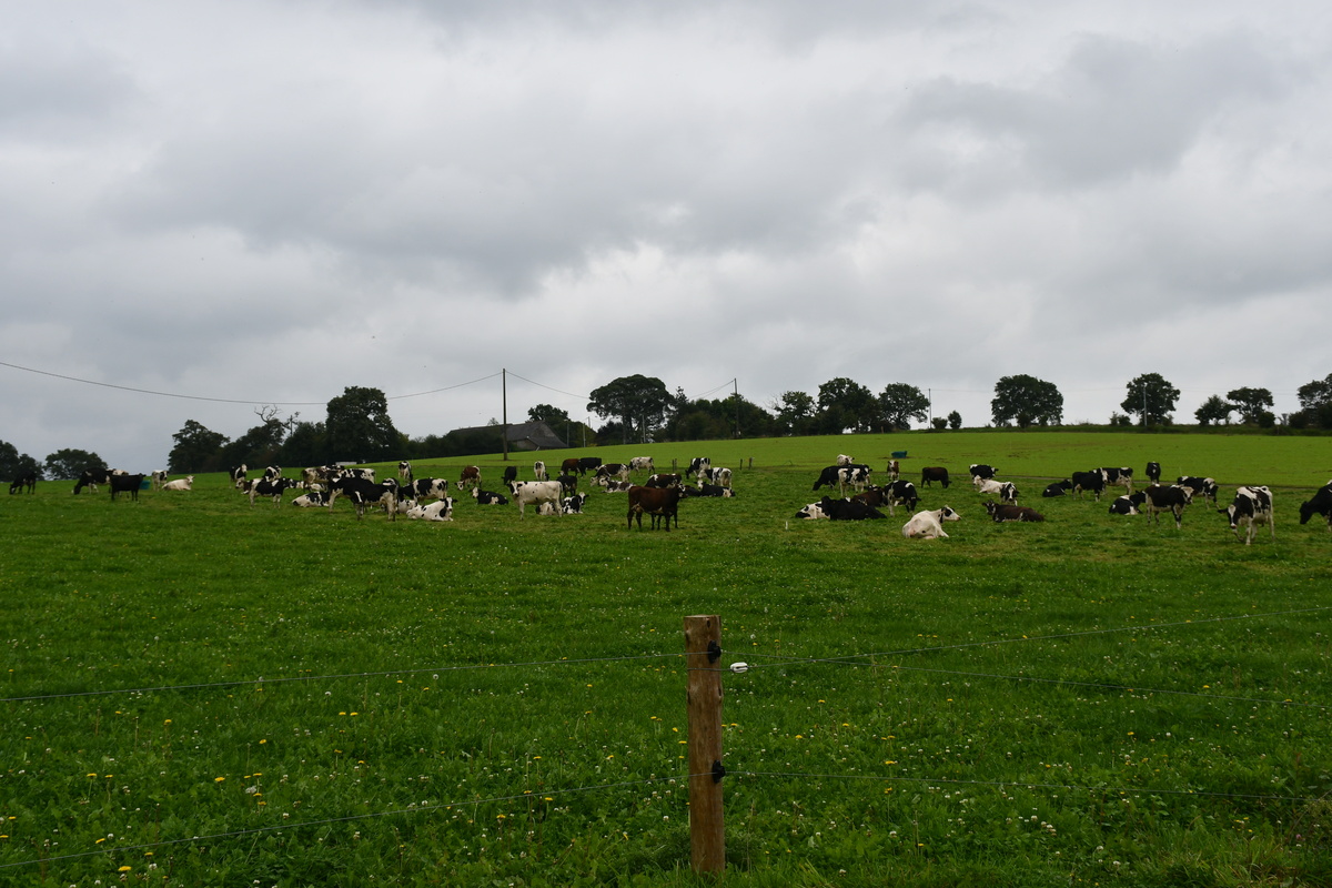 vaches laitières au pâturage