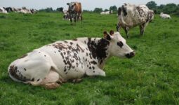 Vaches en pâture